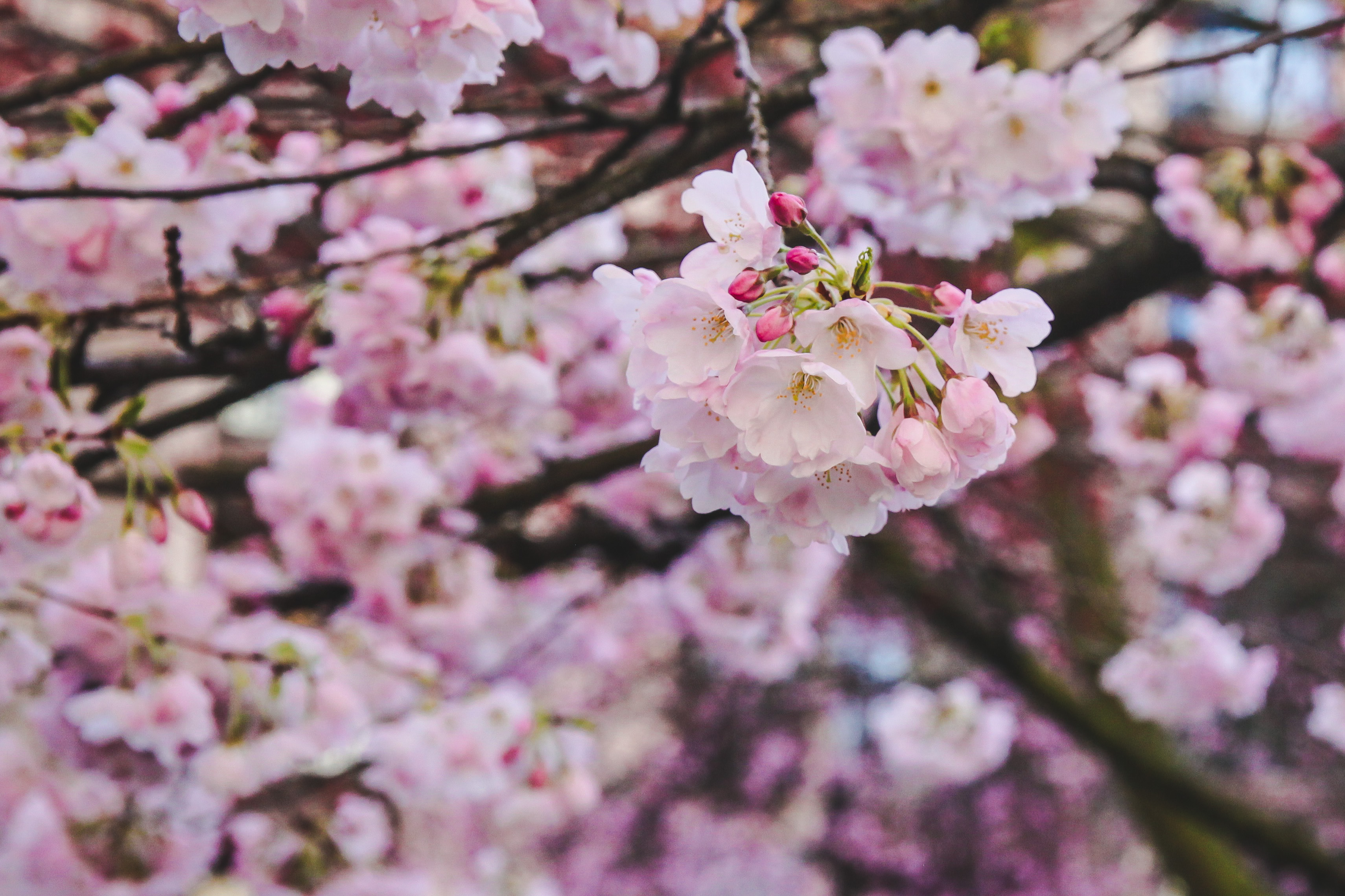Vancouver's Cherry Blossom