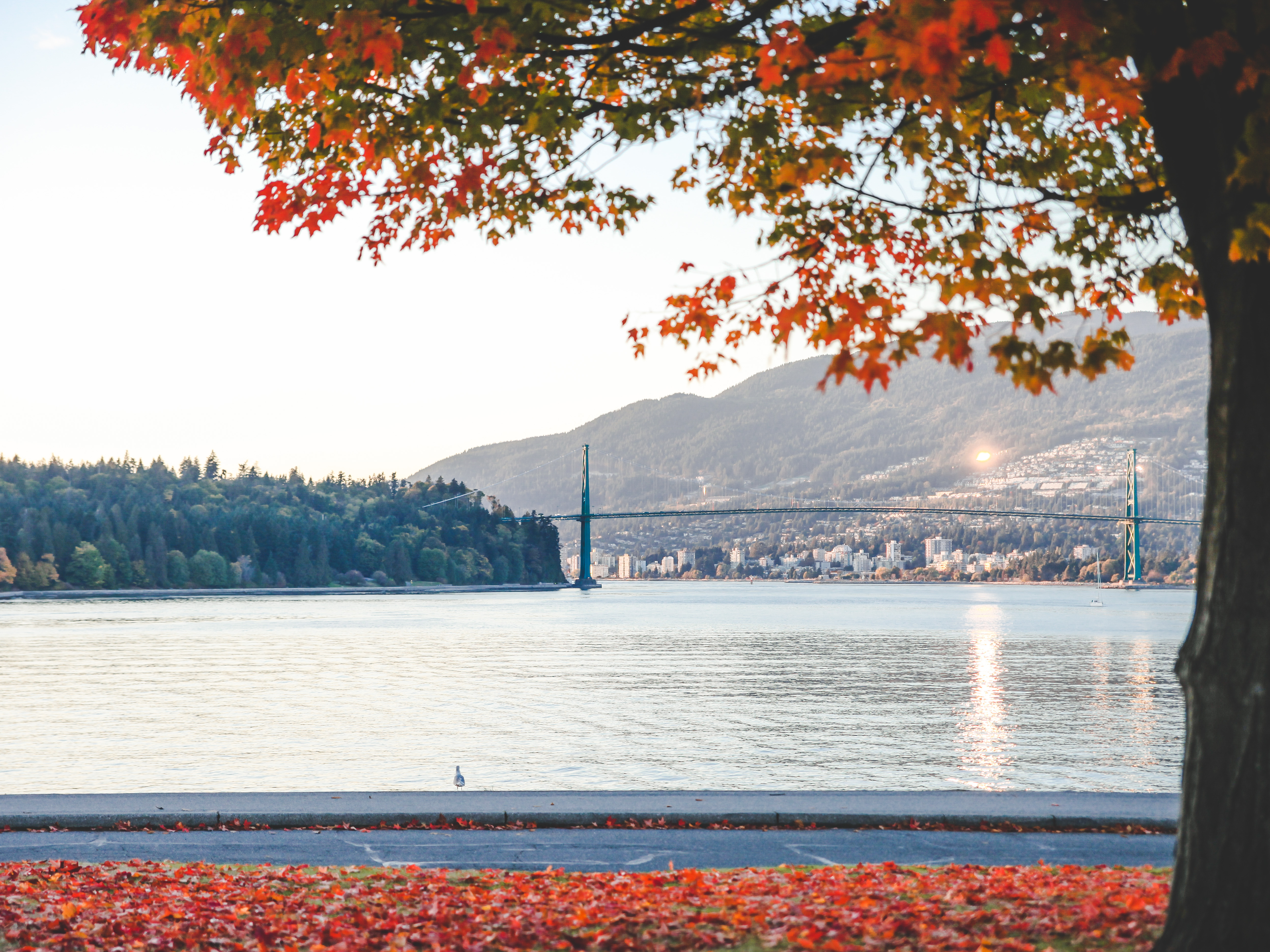 picture from Stanley Park during fall