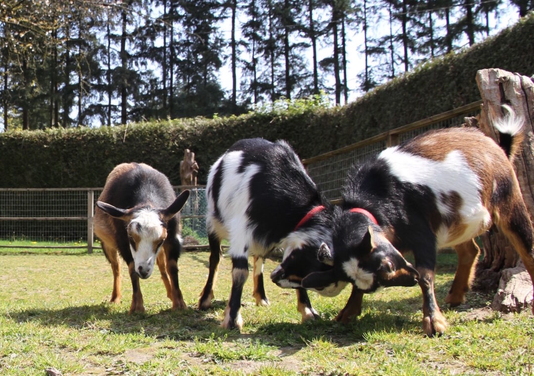 Goats at Maplewood Farm 
