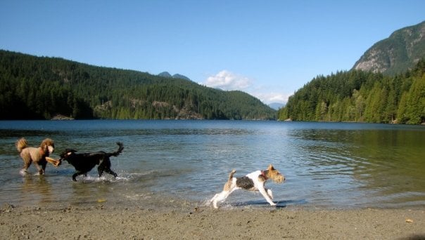 buntzen-lake-dog-beach