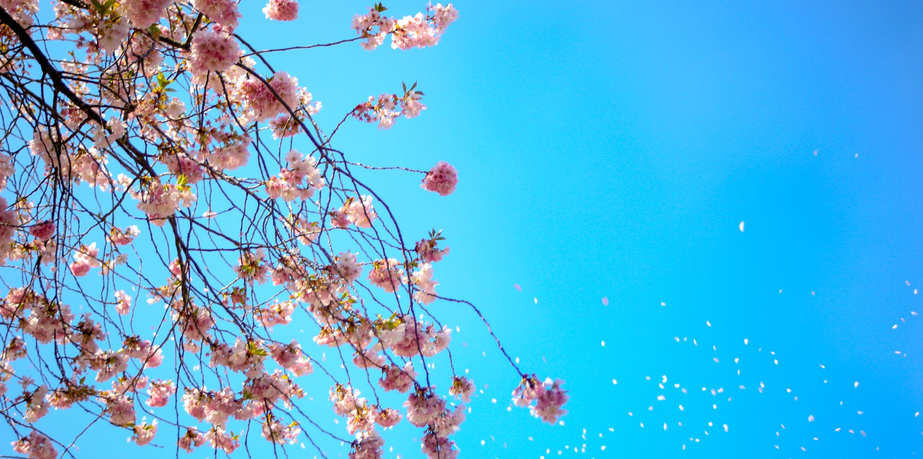 Vancouver Cherry Blossoms and blue sky